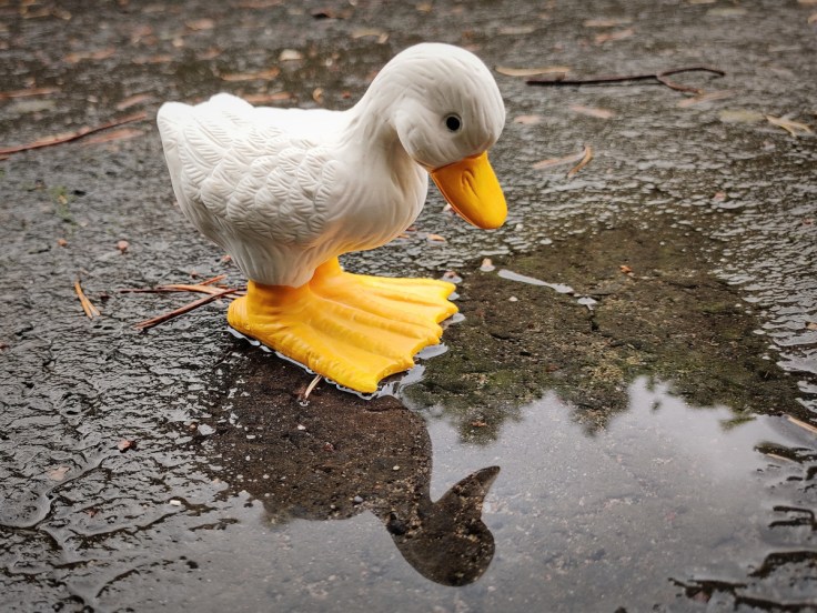 Keraaminen ankka vesilätäkön reunalla.