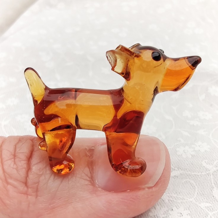 Pieni lasikoira, korvat rikki.