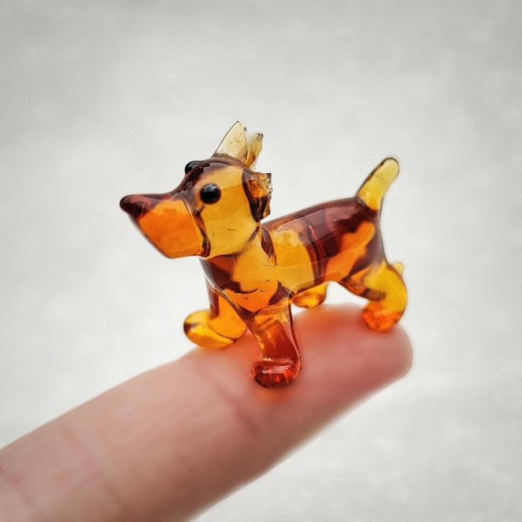 Pieni lasikoira, korvat rikki.