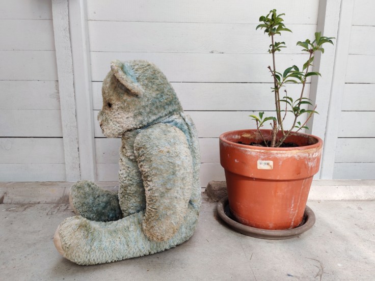 Iso oljilla täytetty nalle 1950-luvulta.